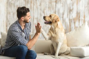 Adaptar tu casa a la llegada de una mascota para facilitarle la vida
